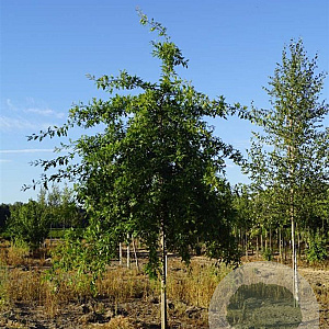 Quercus palustris 18-20 HO draadkluit