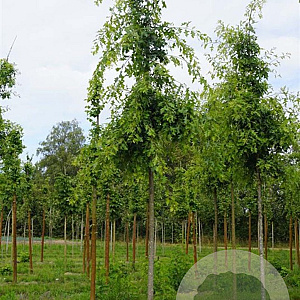 Quercus palustris 18-20 HO draadkluit