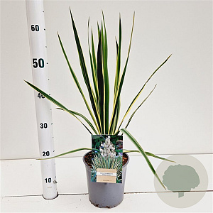 Yucca filamentosa 'Bright Edge' 40-50 cm 7,5L