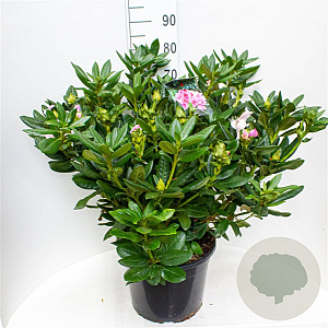 Rhododendron 'Cosmopolitan' 60-70 cm 20L