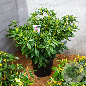 Rhododendron 'Cosmopolitan' 70-80 cm 40L