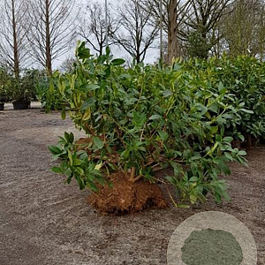 Rhododendron 'Cunningham's White' 80-100 cm met kluit boskwaliteit