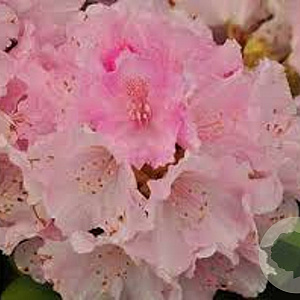 Rhododendron (Y) 'Doc' 30 cm 5,0L