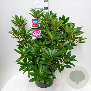 Rhododendron 'Hans Hachmann' 60-70 cm 20L
