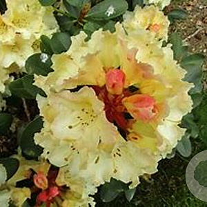 Rhododendron 'Horizon Monarch' 25-30 cm 2,0L