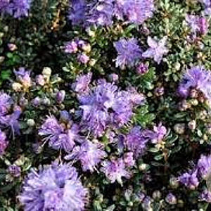 Rhododendron impeditum 25-30 cm 3,0L