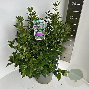 Viburnum tinus 40-50 cm 5,0L