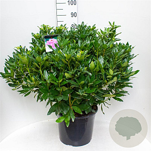 Rhododendron ponticum 60-70 cm 20L