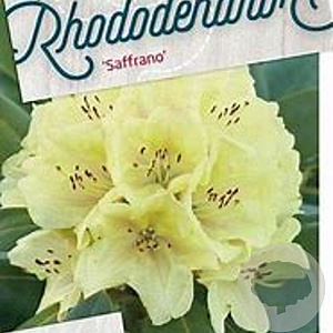 Rhododendron 'Saffrano' 30-40 cm 5,0L