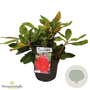 Rhododendron 'Vollblut' 30 cm 5,0L