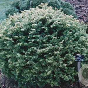 Abies lasiocarpa 'Green Globe' 30-40 cm 7,5L