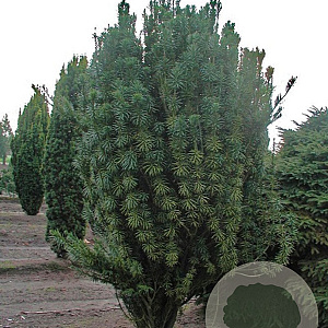 Cephalotaxus h. 'Taranto' 25-30 cm 2,0L