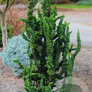 Chamaecyparis o. 'Chirimen' 40-50 cm 7,5L
