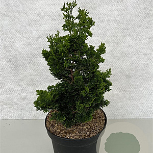 Chamaecyparis o. 'Vokel's Upright' 40-50 cm 7,5L