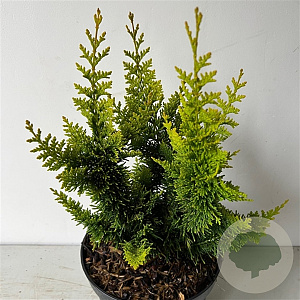 Chamaecyparis o. 'Yel. Teddy Bear' 30-40 cm 7,5L