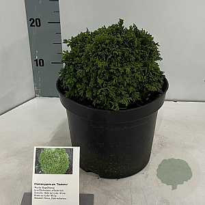 Chamaecyparis pis. 'Tsukumo' 20-25 cm 3,0L