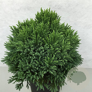 Cryptomeria j. 'Little Diamond' 30-40 cm 10L