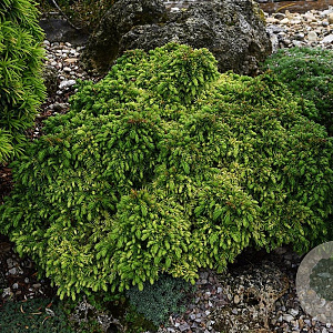 Cryptomeria j. 'Tenzan' 25-30 cm 7,5L