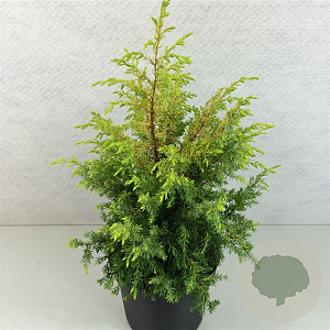 Juniperus comm. 'Gold Cone' 40-50 cm 7,5L