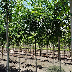 Robinia marg. Casque Rouge 10-12 HO draadkluit