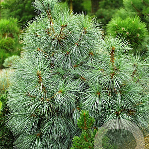 Pinus monticola 'Snow White' 30-40 cm 7,5L