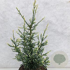 Sequoia sempervirens 'Lightning' 50-60 cm 7,5L