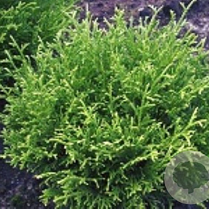 Thujopsis dolabrata 'Nana' 30-40 cm 7,5L