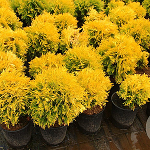 Thuja occ. 'Amber Glow' 20-25 cm 3,0L