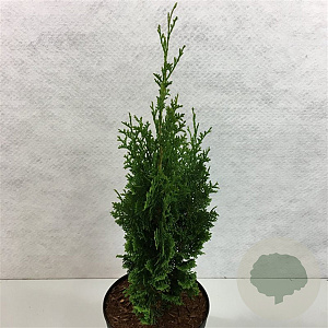 Thuja occidentalis 'Brobeck's Tower' 50-60 cm 7,5L