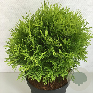 Thuja occidentalis 'Danica Aurea' 40-50 cm 10L