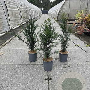 Taxus baccata 60-80 cm 3,5L
