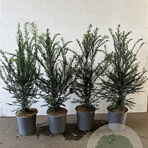 Taxus baccata 60-80 cm 3,5L