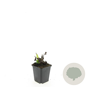 Aster ageratoides 'Ashvi' GM P9