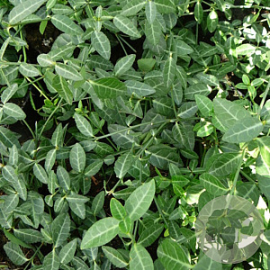 Euonymus fort. 'Tustin' 30-40 cm C1.5