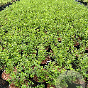 Potentilla f. 'Limelight' 30-40 cm C1.5