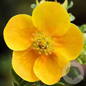 Potentilla f. 'Tangerine' 30-40 cm C1.5