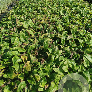 Symphytum grandiflorum GM P9