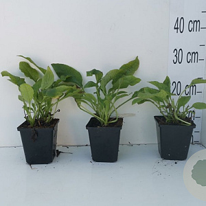 Symphytum grandiflorum GM P9