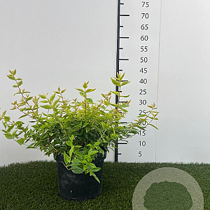 Abelia grandifl. 'Kaleidoscope' 25-30 cm 3,0L