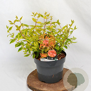 Abelia grandifl. 'Kaleidoscope' 25-30 cm 3,0L