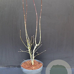 Acer pal. 'Atropurpureum' 60-80 cm 5,0L
