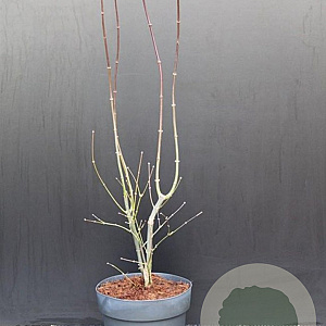 Acer pal. 'Atropurpureum' 60-80 cm 5,0L