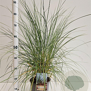 Ammophila arenaria 50-60 cm 4,0L