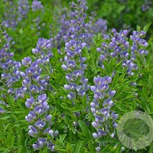 Baptisia 'Starlite' GM P9