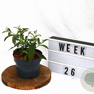 Buddleja weyer. 'Flower Power' 30-50 cm 2,0L