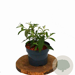 Buddleja weyer. 'Flower Power' 30-50 cm 2,0L