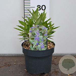 Caryopteris cland. Grand Bleu 30-40 cm 3,0L