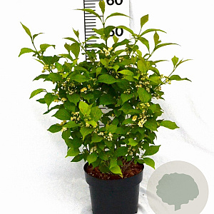 Callicarpa jap. 'Leucocarpa' 40-50 cm 3,0L met bes