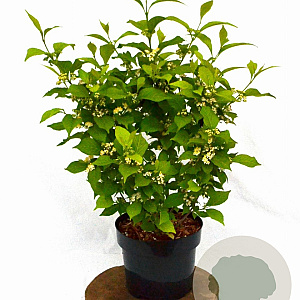 Callicarpa jap. 'Leucocarpa' 40-50 cm 3,0L met bes