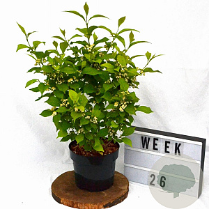 Callicarpa jap. 'Leucocarpa' 40-50 cm 3,0L met bes